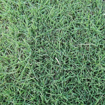 Festuca arundinacea 'Common Coated Hulled' Tall Fescue Seeds