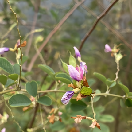 Lespedeza thunbergii 'Bush Clover' Forage & Erosion Control Seeds