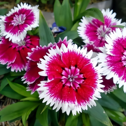 Dianthus 'Mixed' Ornamental Seeds