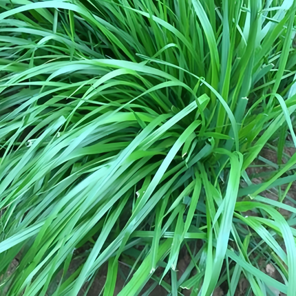 Lolium multiflorum 'Annual Ryegrass' Cover Crop Seeds