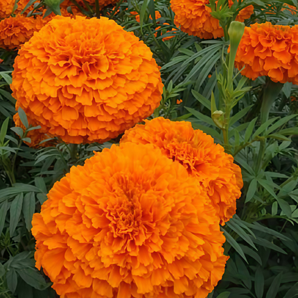Tagetes Erecta 'Tangerine' Marigold Variety Seeds