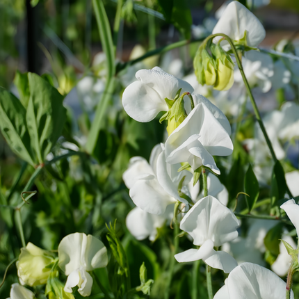 Lathyrus Odoratus 'White' Pure Fragrance Seeds