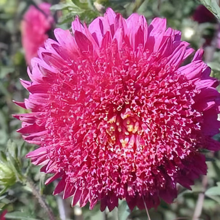 Rose Aster Seeds—Callistephus Chinensis
