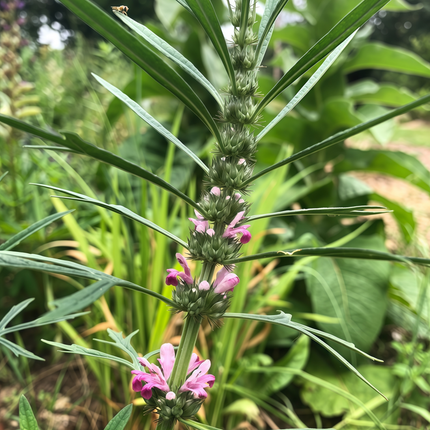 Leonurus japonicus ‘Motherwort’ Traditional Garden Herb Seeds