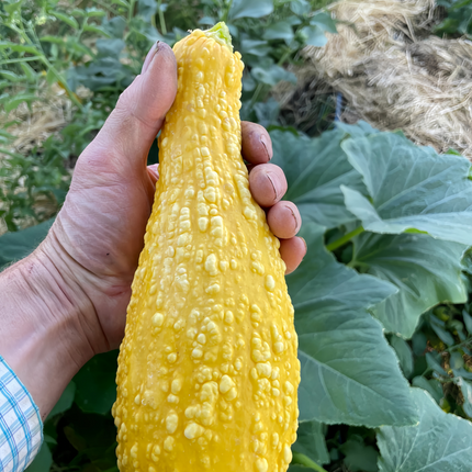 Cucurbita moschata 'Swan Yellow' Curved Neck Squash Seeds