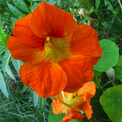 Tropaeolum Majus 'Orange' Garden Nasturtium Seeds