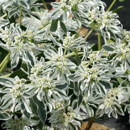 Euphorbia Marginata 'Green Leaf White Edge' Variegated Seeds