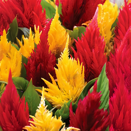 Celosia Cristata 'Mix' Premium Seeds