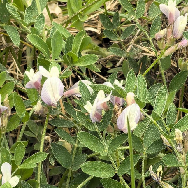 Astragalus mongholicus 'Huang Qi' Medicinal Herb Seeds