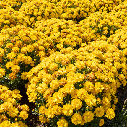 Bidens Ferulifolia 'Yellow' Golden Bloom Seeds