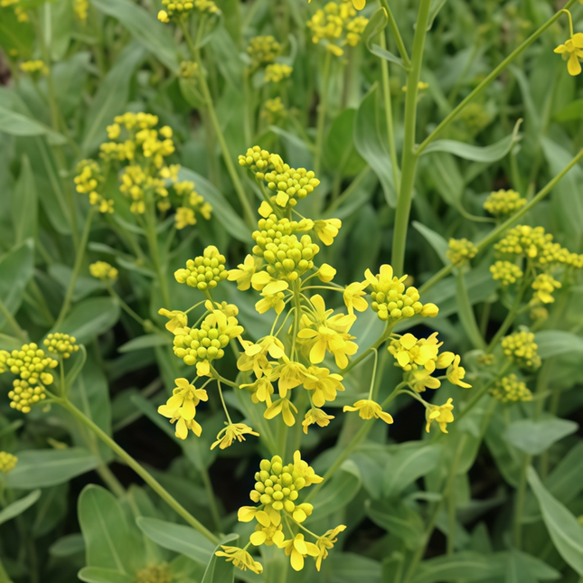 Isatis indigotica ‘Chinese Woad’ Natural Dye & Botanical Seeds