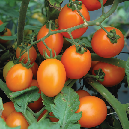 Solanum lycopersicum 'Red Fruit' Tomato Seeds