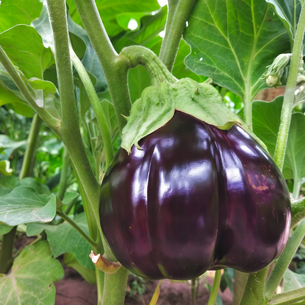 Solanum melongena 'Purple Flat' Asian Eggplant Seeds