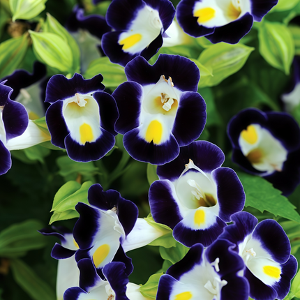 Torenia Fournieri 'Blue' Clown Flower Seeds