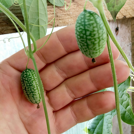 Melothria scabra 'Thumb' Mexican Sour Gherkin Seeds