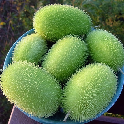 Cucumis sativus 'Yellow' Lemon Cucumber Seeds