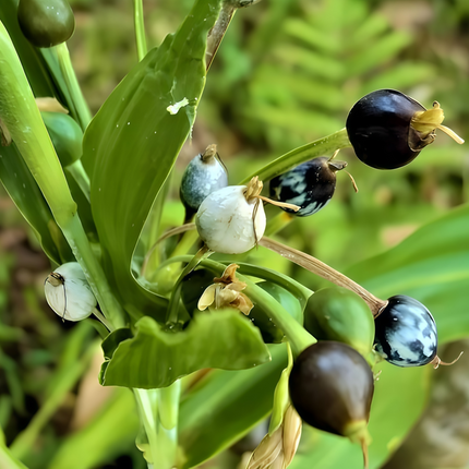 Coix lacryma-jobi 'Yellow' Job's Tears Seeds