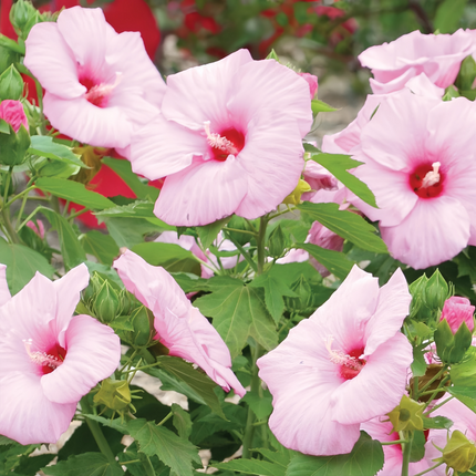 Abelmoschus Moschatus 'Light Pink' Delicate Seeds