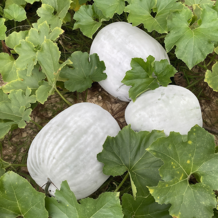 Benincasa hispida 'Off-White' Ash Gourd Seeds