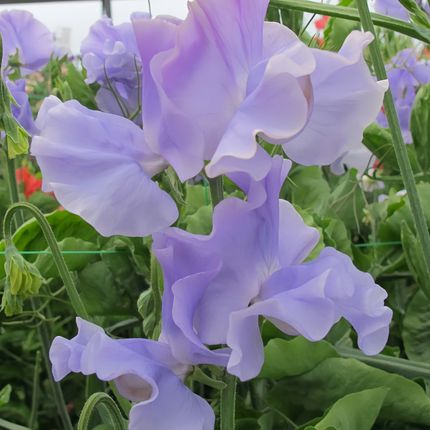 Lathyrus Odoratus 'Blue' Scented Seeds
