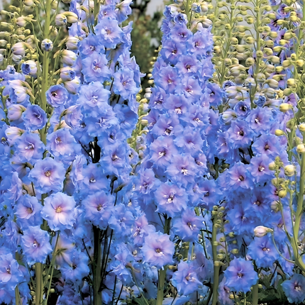 Delphinium 'Blue' Ornamental Seeds