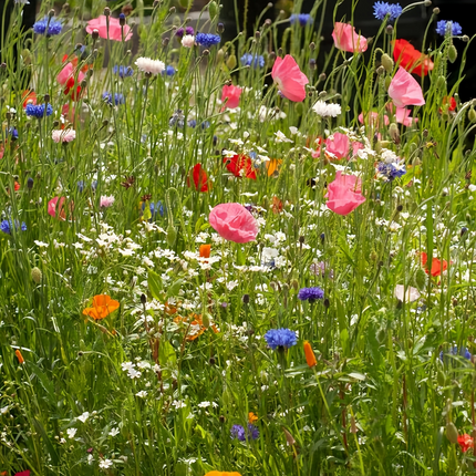 Spring Breeze Flower Combination Mix Seeds