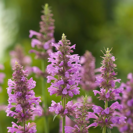 Agastache Rugosa 'Light Red Purple' Hyssop Seeds
