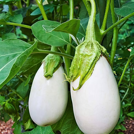 Solanum melongena 'White' Eggplant Seeds