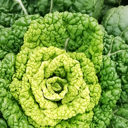 Brassica rapa var. narinosa 'Wuta-Tsai' Chinese Flat Cabbage Seeds