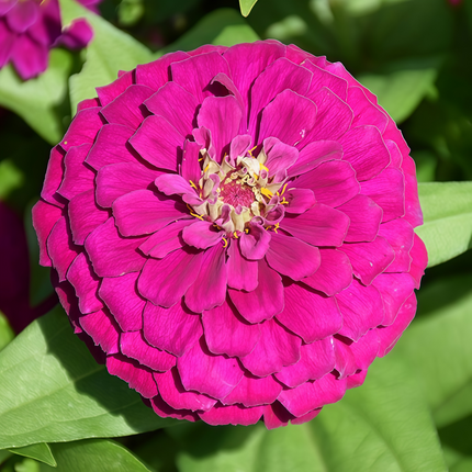 Zinnia Elegans 'Purplish Red' Royal Zinnia Seeds