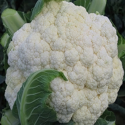 Cleome gynandra 'White' African Spider Flower Seeds