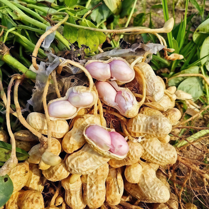 Arachis hypogaea 'Peanut' Legume Seeds