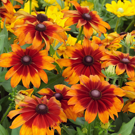 Rudbeckia Hirta 'Mix Single' Coneflower Blend Seeds