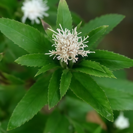Adenophora tetraphylla ‘Fourleaf Ladybell’ Perennial Herb Seeds