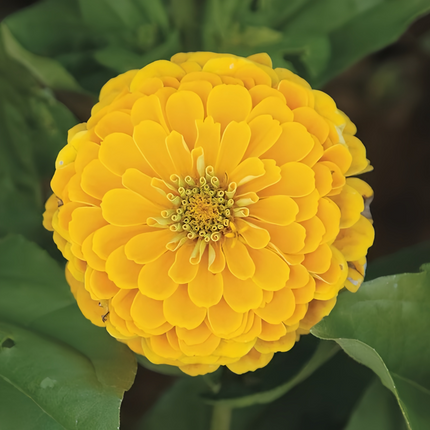 Zinnia Elegans 'Golden' Yellow Zinnia Seeds