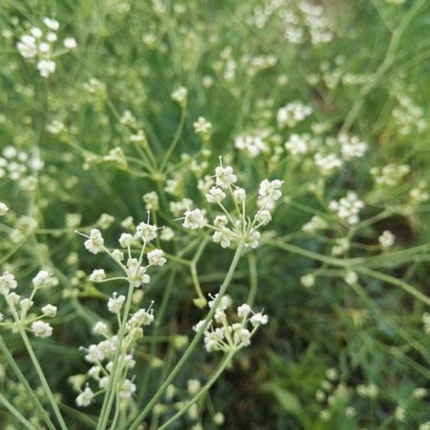 Saposhnikovia divaricata 'Fang Feng' Medicinal Root Seeds
