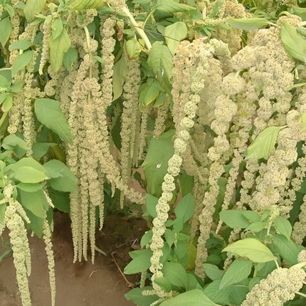 Amaranthus Caudatus 'Yellow' Cascading Seeds