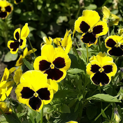 Viola Cornuta 'Yellowish Brown Spots' Speckled Viola Seeds