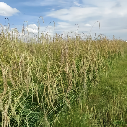 Lolium perenne 'Perennial Ryegrass' Turf & Forage Seeds
