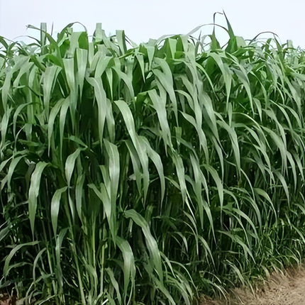 Sorghum x drummondii 'Sudangrass' Forage & Cover Crop Seeds