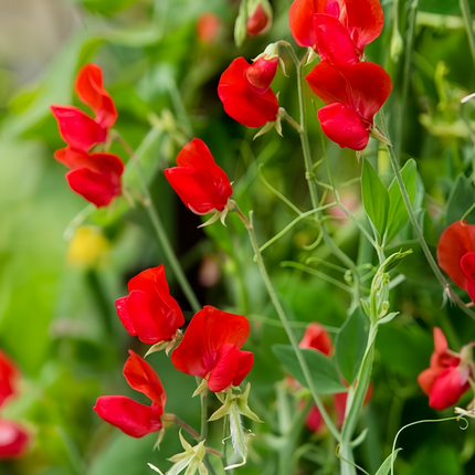 Lathyrus Odoratus 'Red' Romantic Seeds