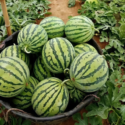 Citrullus lanatus 'Flower Skin' Patterned Watermelon Seeds