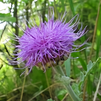 Cirsium Japonicum 'Blue' Ornamental Seeds