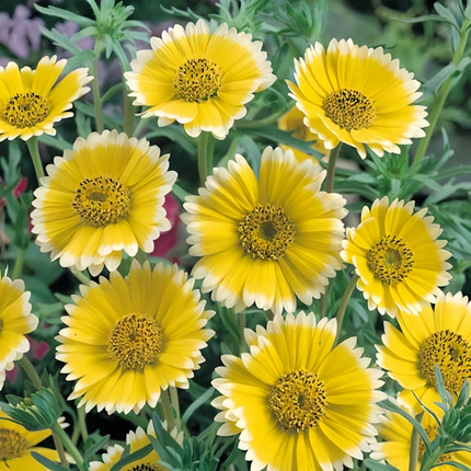 Layia Platyglossa 'Yellow White Border' Wildflower Seeds
