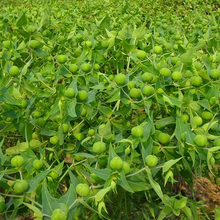 Euphorbia lathyris ‘Caper Spurge’ Mole Plant & Cautionary Seeds