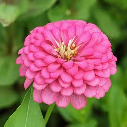 Zinnia Elegans 'Rose Red' Pink Zinnia Seeds