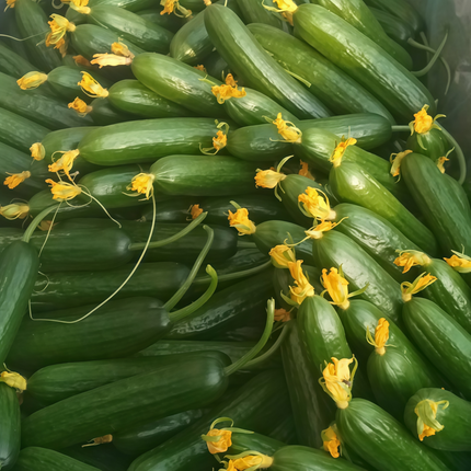 Citrullus lanatus 'Green' Watermelon Variety Seeds