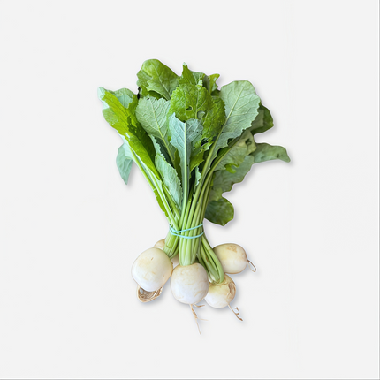 Raphanus sativus 'White Radish' Daikon-Type Seeds