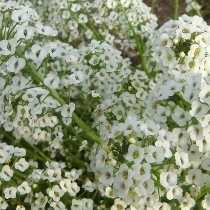 Lobularia Maritima 'White and Red' Bicolor Seeds