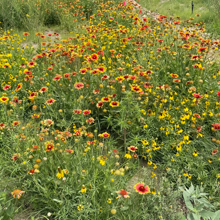 Shade Tolerant Flower Combination Mix Seeds